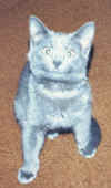 Smokie-Goofy Kitten.jpg (224114 bytes)